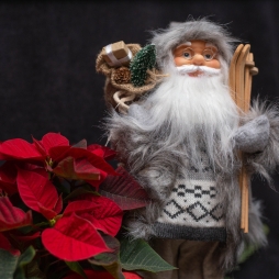 Moș Crăciun și Poinsettia photo