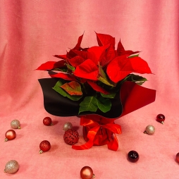 Craciunita (Poinsettia) Rosie 30-40 cm photo