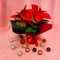 Craciunita (Poinsettia) Rosie 30-40 cm photo