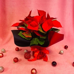 Craciunita (Poinsettia) Rosie 30-40 cm photo