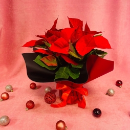 Craciunita (Poinsettia) Rosie 30-40 cm photo