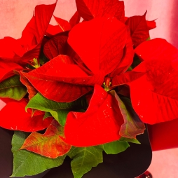 Craciunita (Poinsettia) Rosie 30-40 cm photo