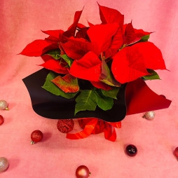 Craciunita (Poinsettia) Rosie 30-40 cm photo