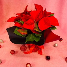 Craciunita (Poinsettia) Rosie in ghiveci, dimensiune 30-40 cm photo