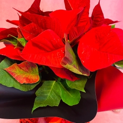 Craciunita (Poinsettia) Rosie 30-40 cm photo