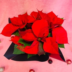 Craciunita (Poinsettia) Rosie 30-40 cm photo
