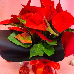 Craciunita (Poinsettia) Rosie 30-40 cm photo