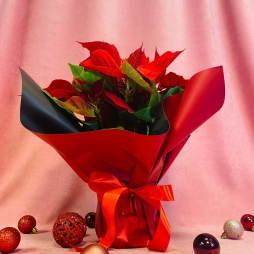 Craciunita (Poinsettia) Rosie 30-40 cm photo