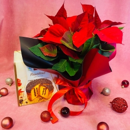 Craciunita cu Cozonac photo