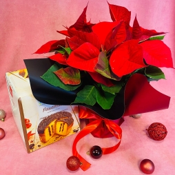 Craciunita cu Cozonac photo