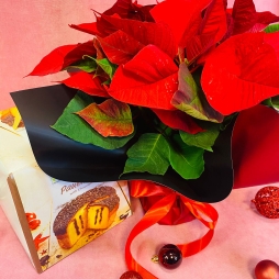 Craciunita cu Cozonac photo