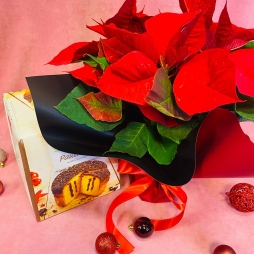 Craciunita cu Cozonac photo