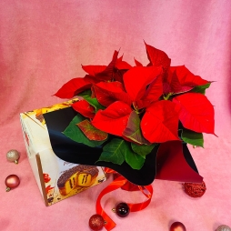 Craciunita cu Cozonac photo