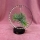 Tillandsia Air Plant with Led