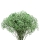 Gypsophila Green Bulk