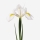 Bulk White Iris