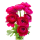 Ranunculus Fuchsia Bulk