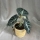 Alocasia in a Pot
